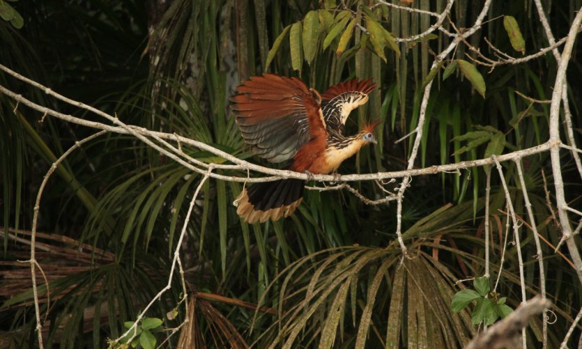 Le Parc Madidi est réputé pour abriter l'une des plus grandes biodiversités au monde. Le Parc Madidi est réputé pour abriter l'une des plus grandes biodiversités au monde.