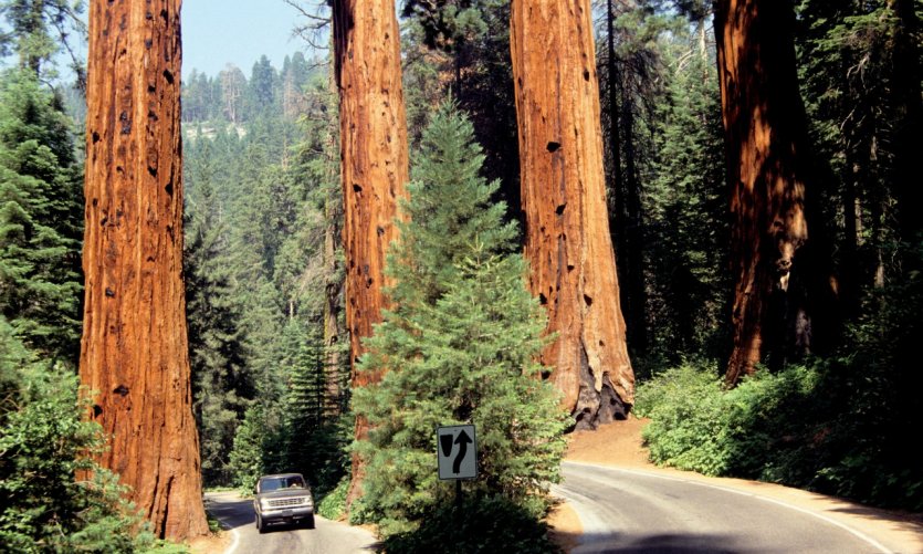 Sequoia National Park. Sequoia National Park.