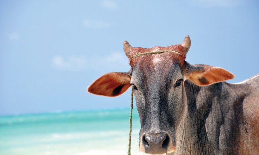 Vache sur la plage de Nungwy. Vache sur la plage de Nungwy.
