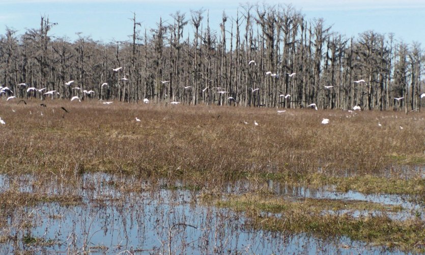 Swamp tour dans la région de Houma. Swamp tour dans la région de Houma.