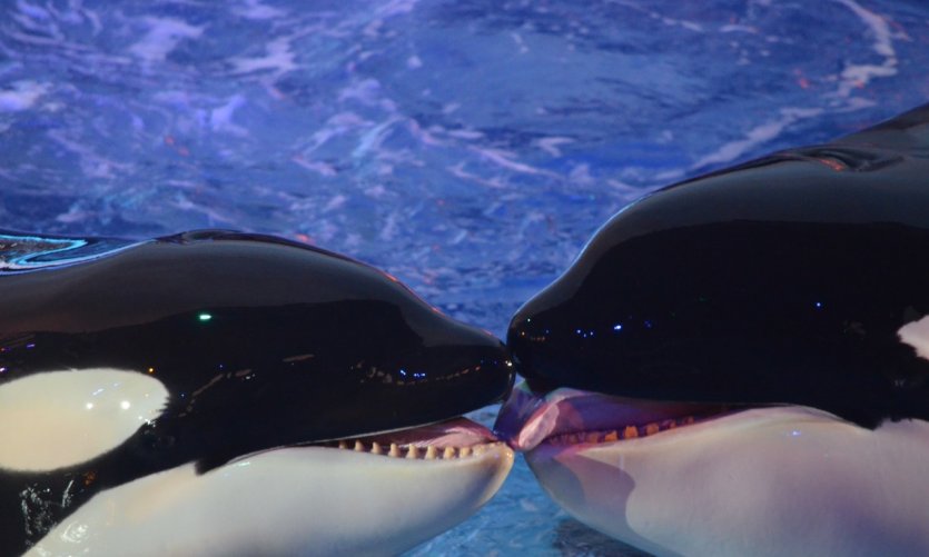 <p>Parque Acuático Sea World.</p> <p>Parque Acuático Sea World.</p>