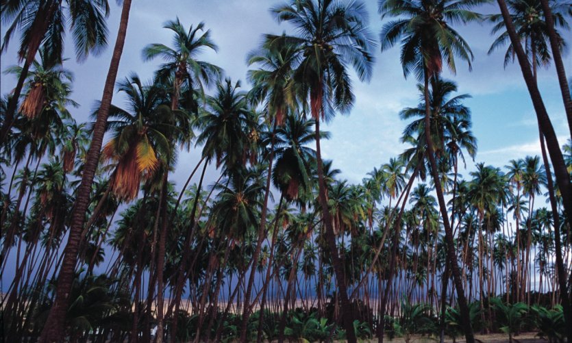 <p>Kapuaiwa Coconut Grove.</p> <p>Kapuaiwa Coconut Grove.</p>