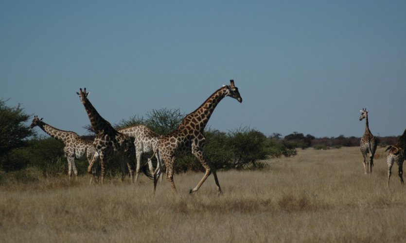 Girafes dans le Nxai Pan National Park. Girafes dans le Nxai Pan National Park.