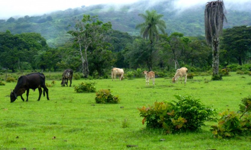 Pastures at Caldera. Pastures at Caldera.