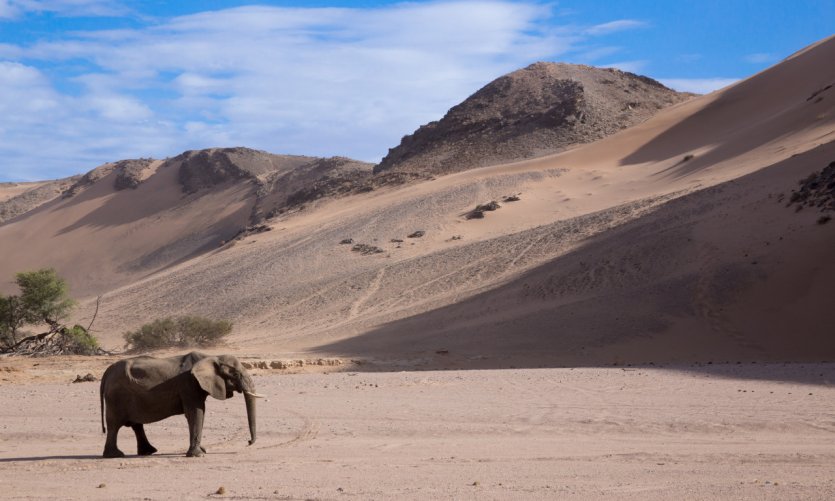 Eléphant du désert, Twyfelfontein. Eléphant du désert, Twyfelfontein.