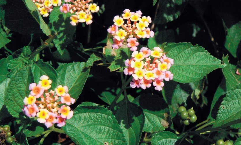 <p>Plante médicinale dans le jardin de Nzaloungou.</p> <p>Plante médicinale dans le jardin de Nzaloungou.</p>