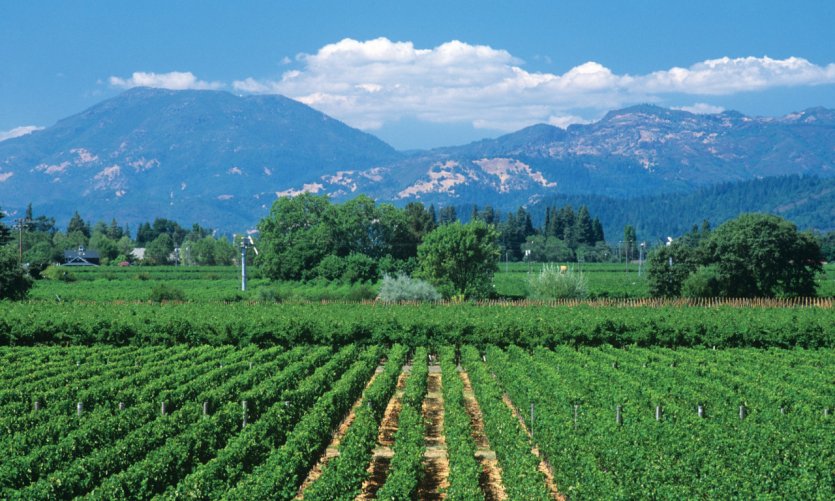 Vignoble de Calistoga, Napa Valley. Vignoble de Calistoga, Napa Valley.