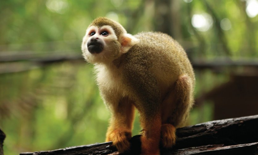 Le singe saïmiri. Le singe saïmiri.