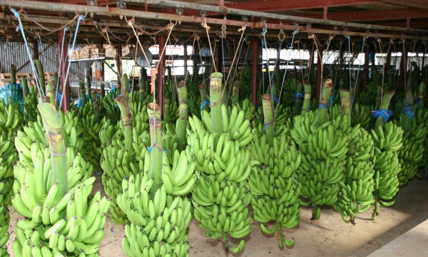 Régimes de Bananes. Régimes de Bananes.