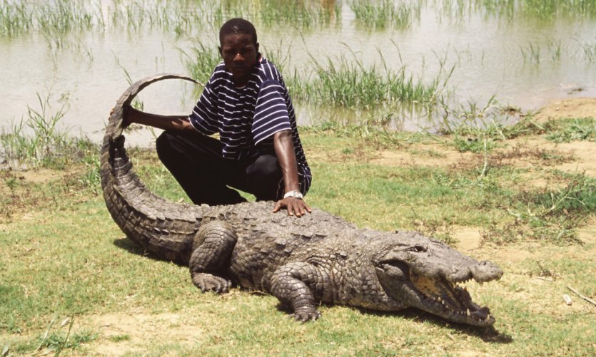 Étang aux crocodiles. Étang aux crocodiles.