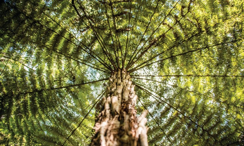 Kauri. Kauri.