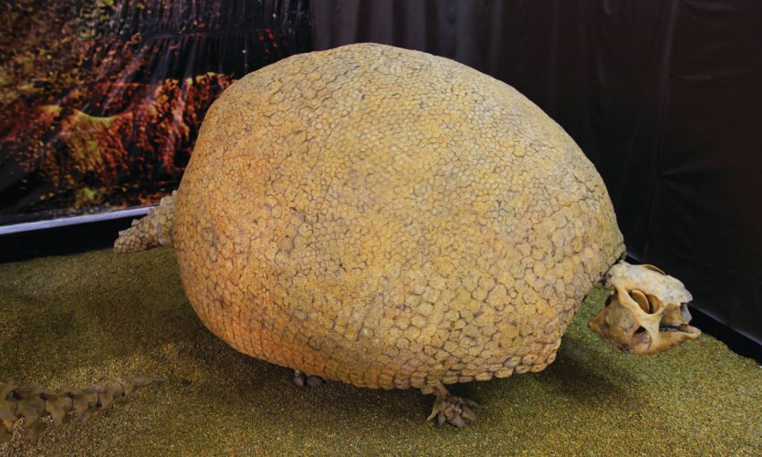 Un quirquincho (tatou) préhistorique dans le musée de Tarija. Un quirquincho (tatou) préhistorique dans le musée de Tarija.