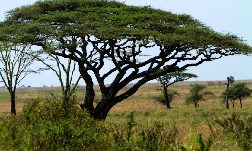 <p>Parc National du Serengeti</p> <p>Parc National du Serengeti</p>