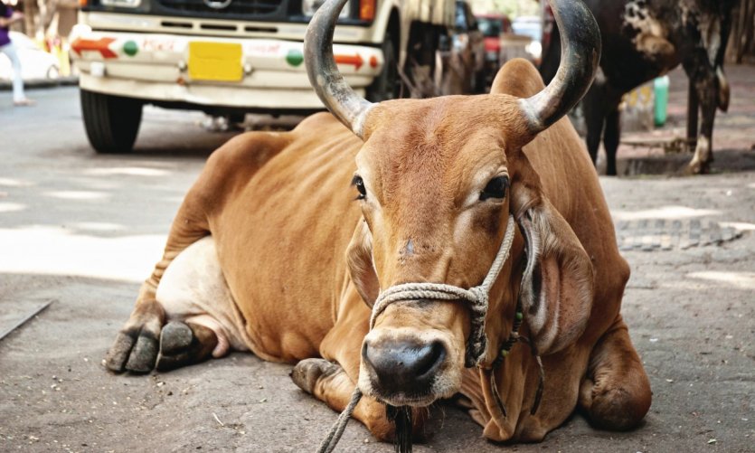 Vaca sagrada, en las calles de Bombay. Vaca sagrada, en las calles de Bombay.