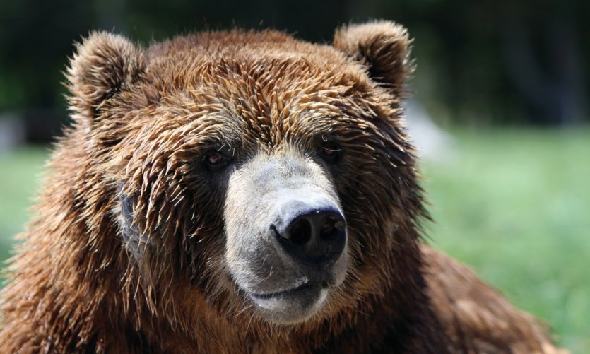 L'un des deux grizzlis que l'on peut observer de près à Grouse Mountan. L'un des deux grizzlis que l'on peut observer de près à Grouse Mountan.