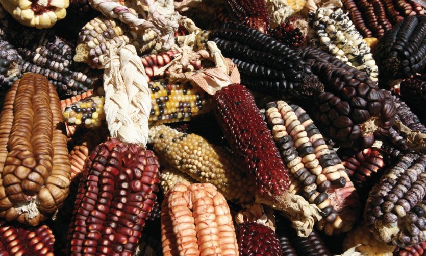 Maíz en toda su diversidad. Maíz en toda su diversidad.