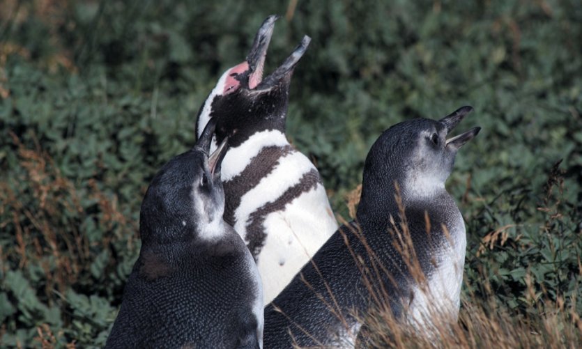 <p>Pinguinera Otway à Punta Arenas</p> <p>Pinguinera Otway à Punta Arenas</p>