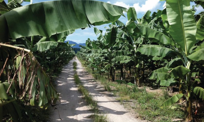 Plantation de banane près de Quirigua. Plantation de banane près de Quirigua.
