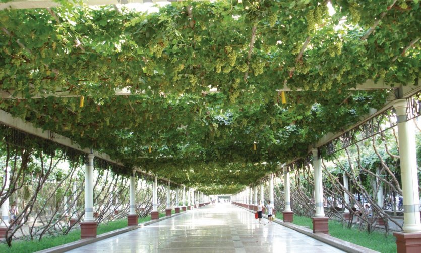 Centre-ville de Turpan, rue Qingnian Nanlu, ombragée sous les vignes. Centre-ville de Turpan, rue Qingnian Nanlu, ombragée sous les vignes.