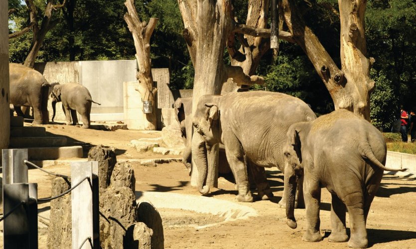 Zoo de Zurich. Zoo de Zurich.