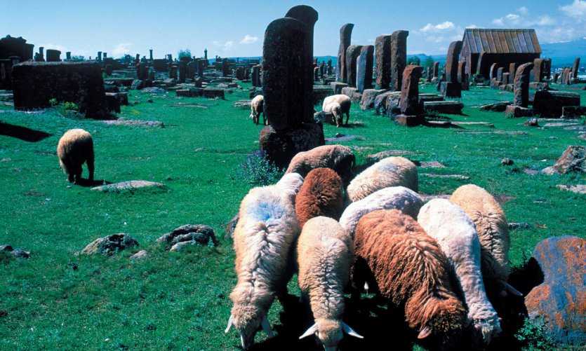 <p>Sheep grazing among Noradouz Khatchkars.</p> <p>Sheep grazing among Noradouz Khatchkars.</p>