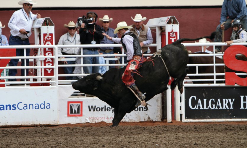 Stampede de Calgary. Stampede de Calgary.
