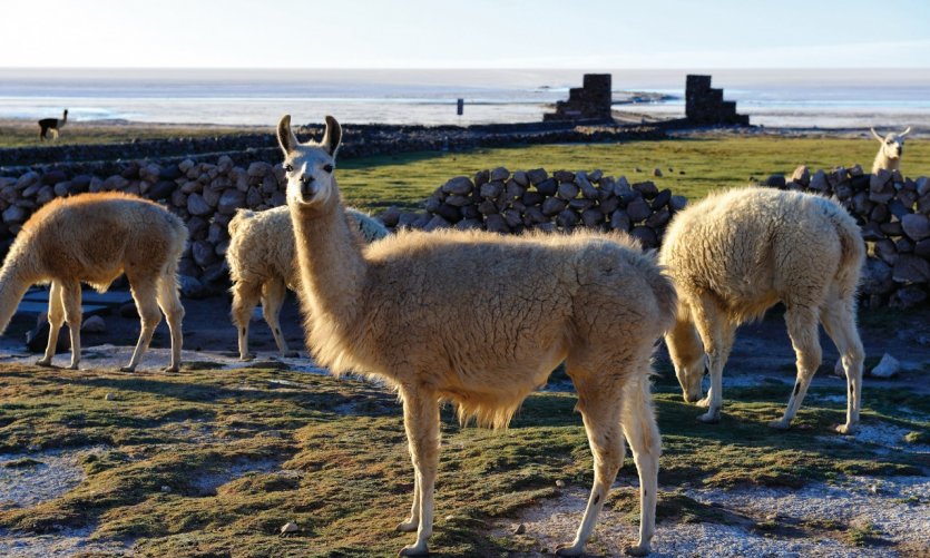Salar de Uyuni. Salar de Uyuni.