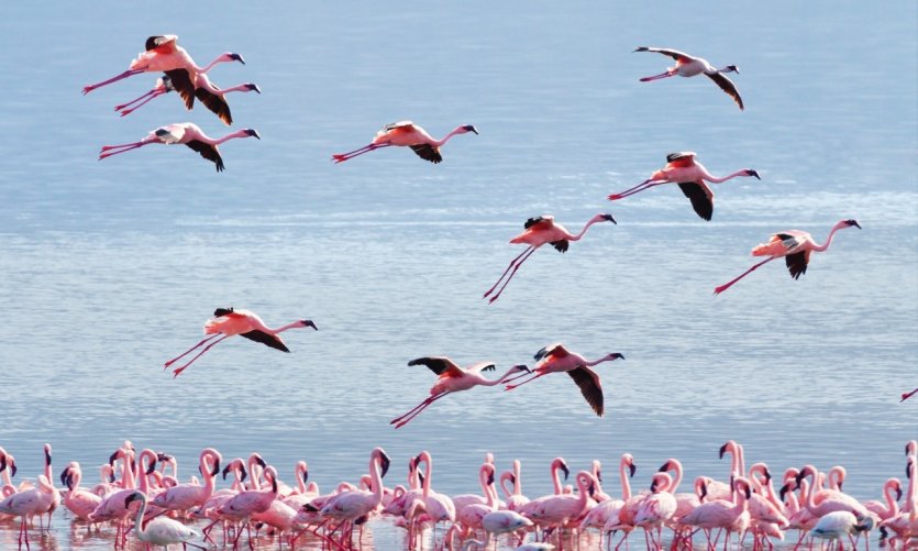 Envolée de flamants roses au lac de Bogoria. Envolée de flamants roses au lac de Bogoria.
