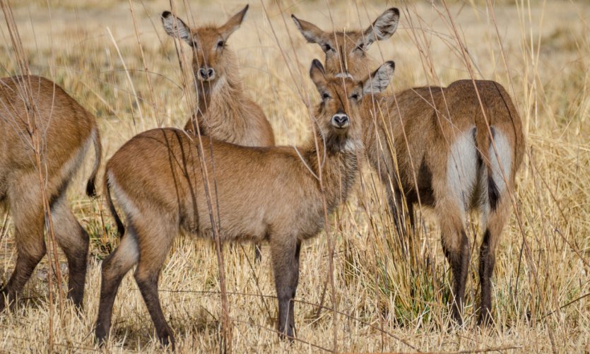 <p>Antílopes en el Parque Nacional de Pendjari.</p> <p>Antílopes en el Parque Nacional de Pendjari.</p>