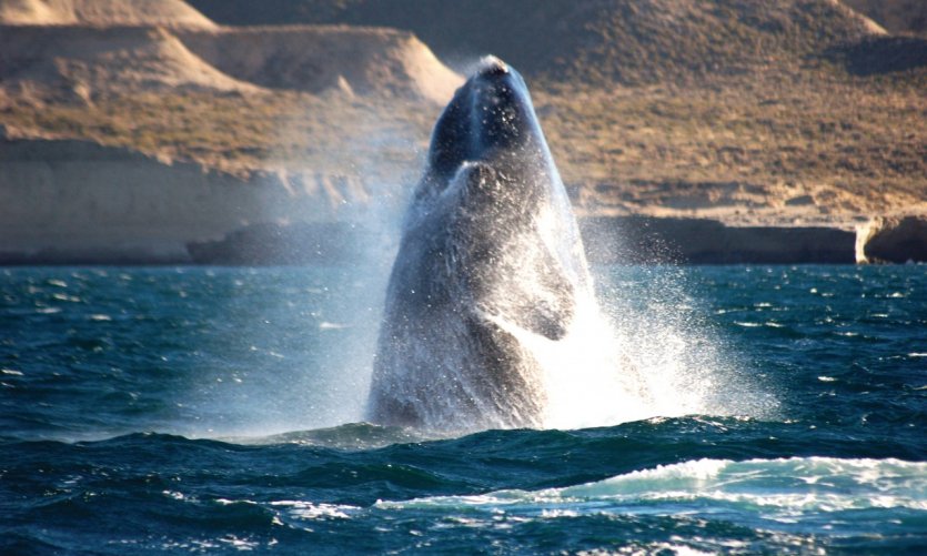 Ballena franca austral de Puerto Madryn. Ballena franca austral de Puerto Madryn.