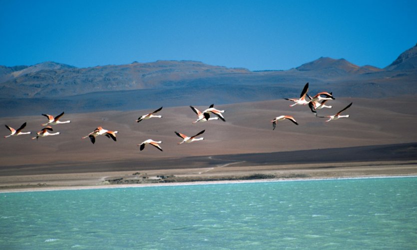 Despegue de flamencos rosas en La Laguna Verde. Despegue de flamencos rosas en La Laguna Verde.
