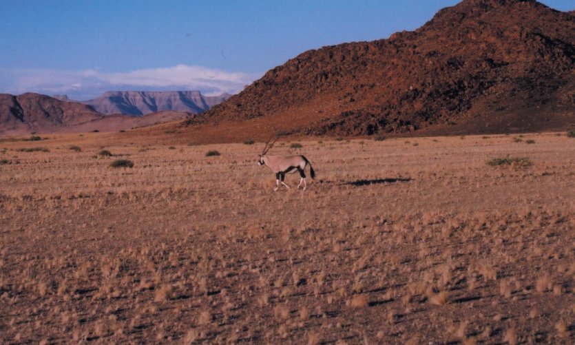 Oryx dans les paysages du Namib-Naukluft. Oryx dans les paysages du Namib-Naukluft.