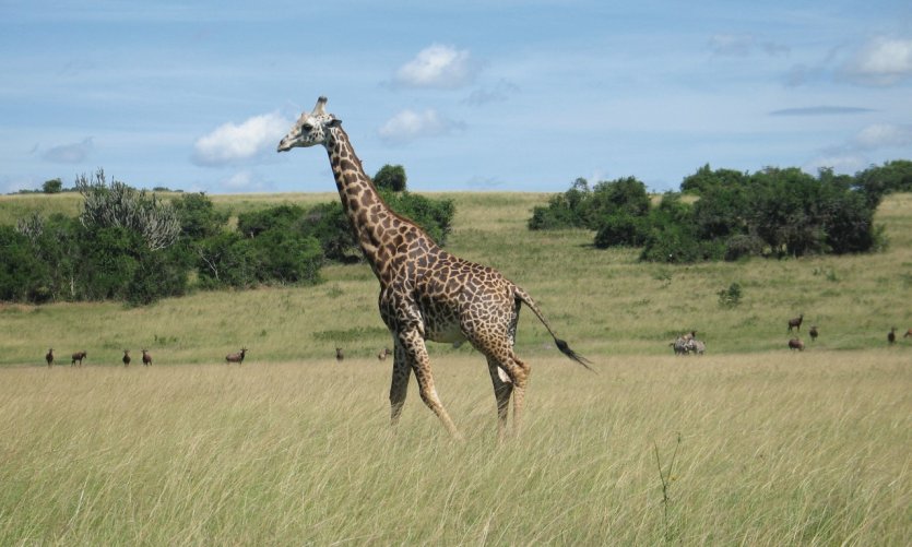 Girafe à l'Akagera. Girafe à l'Akagera.