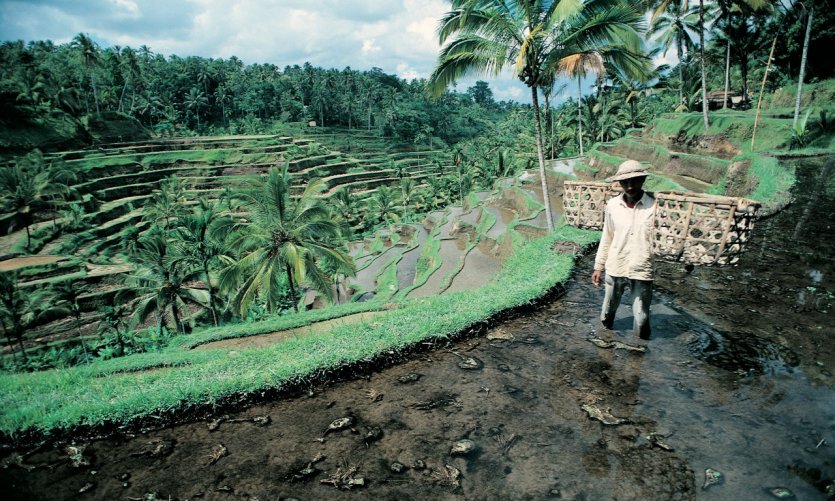 Rizière près d'Ubud. Rizière près d'Ubud.