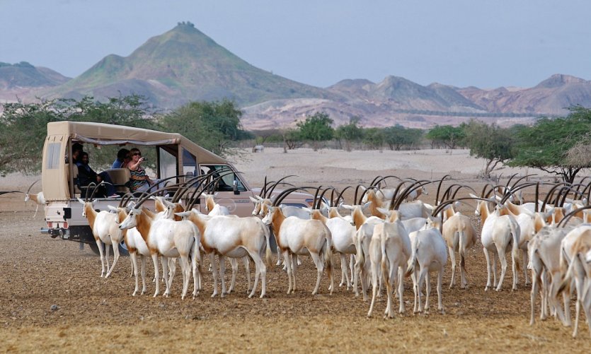 Arabian Wildlife Park. Arabian Wildlife Park.