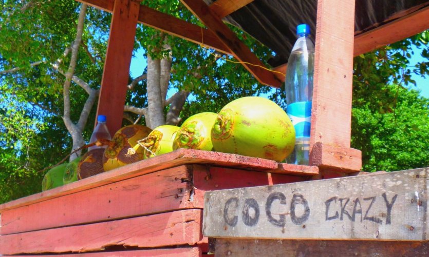 Crazy coco, coco loco Crazy coco, coco loco
