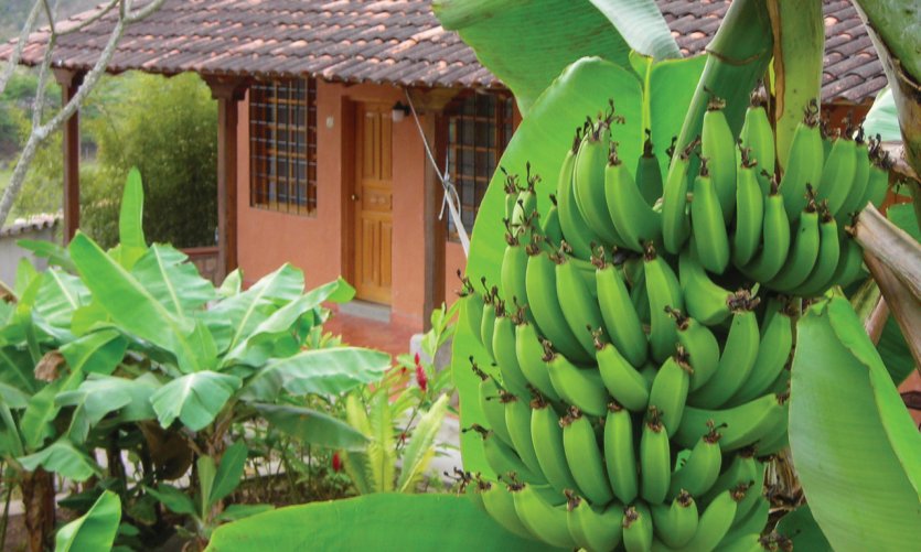 Plantation de bananes près de Copan. Plantation de bananes près de Copan.