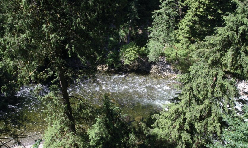 Parcours de randonnée au sommet des arbres sur le site de Capilano Suspended Bridge. Parcours de randonnée au sommet des arbres sur le site de Capilano Suspended Bridge.