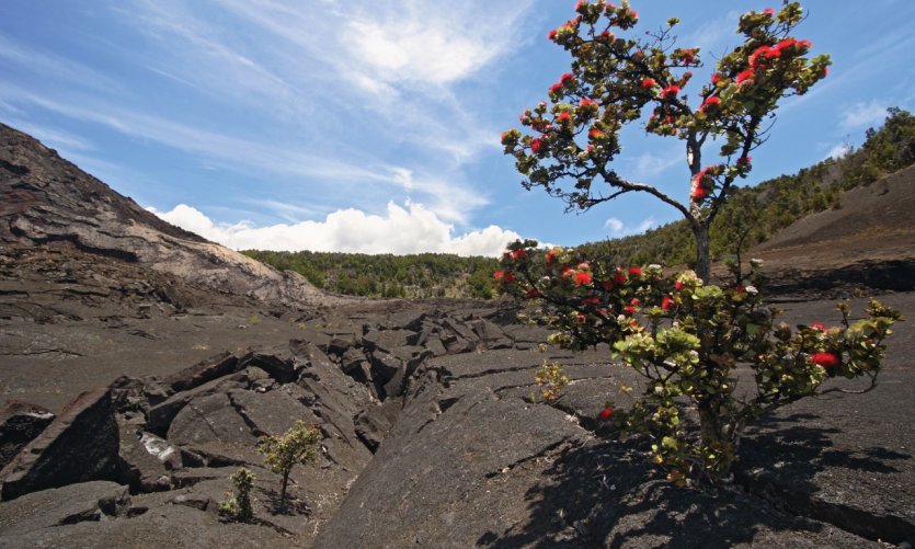 Ohia Lehua sur le volcan Kīlauea. Ohia Lehua sur le volcan Kīlauea.