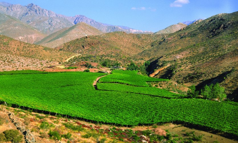 Vignes près de Serena Vignes près de Serena