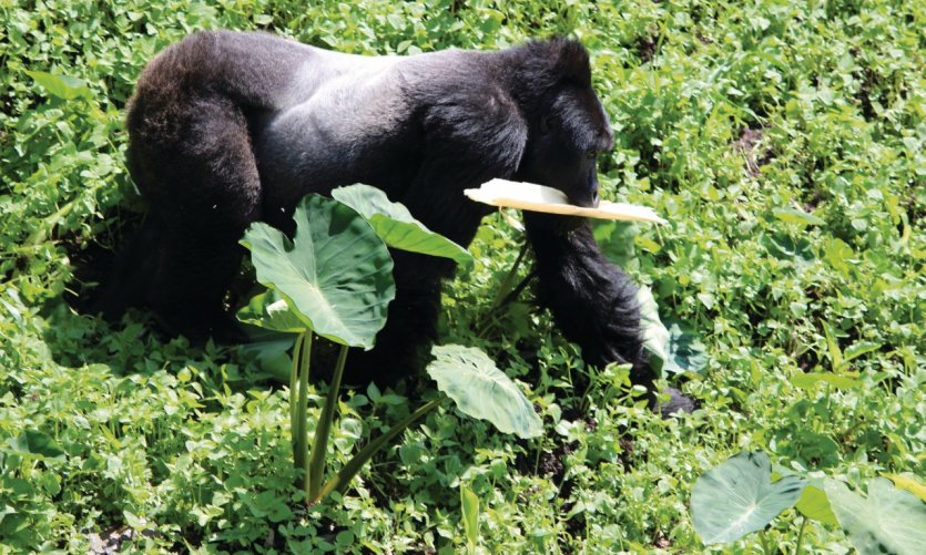 Forêt Impénétrable de Bwindi. Forêt Impénétrable de Bwindi.