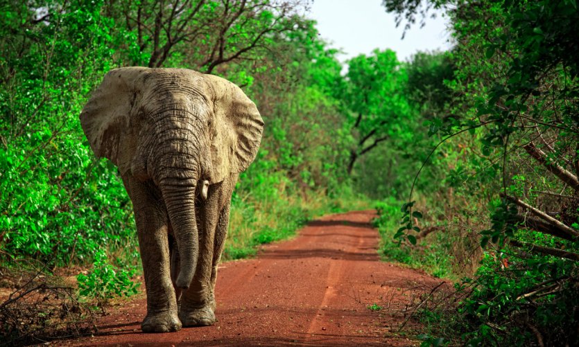 Mole National Park. Mole National Park.