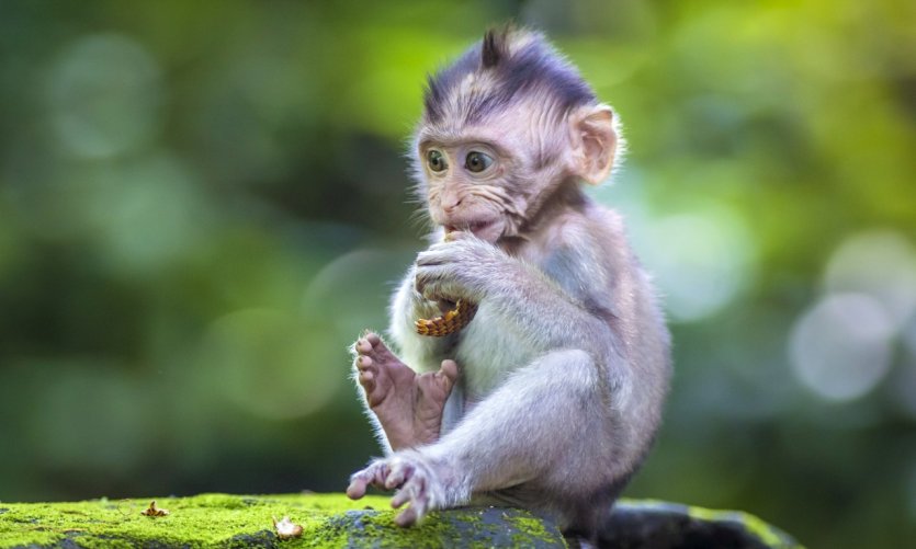 Forêt sacrée des singes. Forêt sacrée des singes.