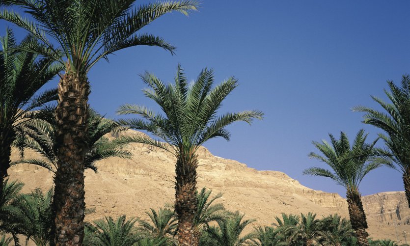 Palmiers de l'oasis d'Ein Gedi. Palmiers de l'oasis d'Ein Gedi.