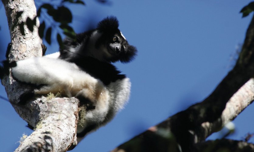 Indri Indri dans le parc national d'Andasibe Indri Indri dans le parc national d'Andasibe