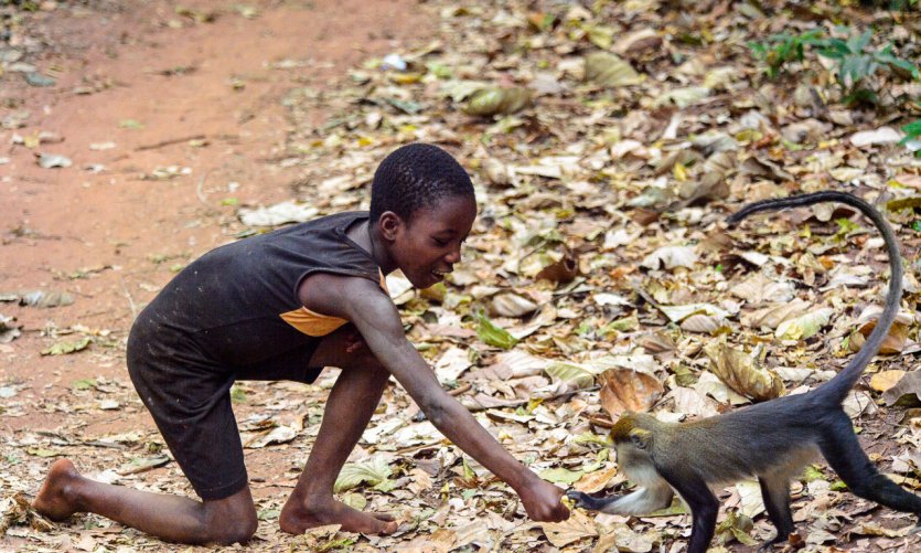 Boabeng - Fiema Monkey Sanctuary. Boabeng - Fiema Monkey Sanctuary.