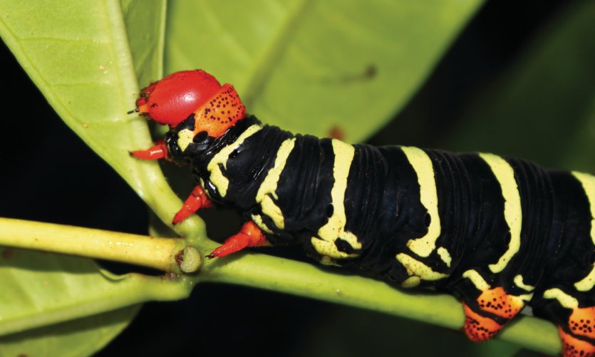 Pseudosphinx tetrio. Pseudosphinx tetrio.