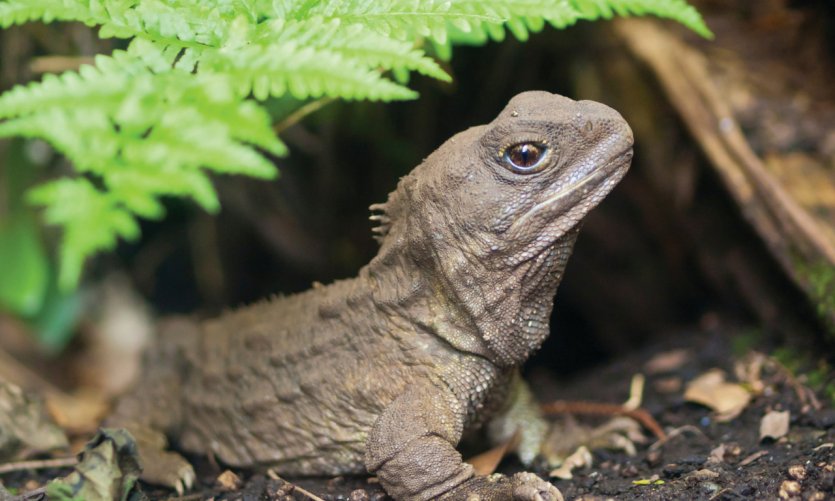 Le tuatara, petit reptile néo-zélandais. Le tuatara, petit reptile néo-zélandais.