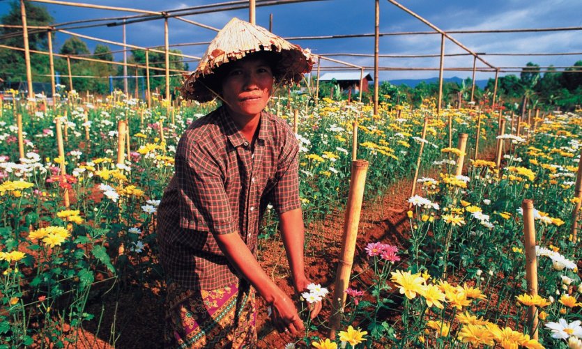 <p>Mujer cultivando flores.</p> <p>Mujer cultivando flores.</p>