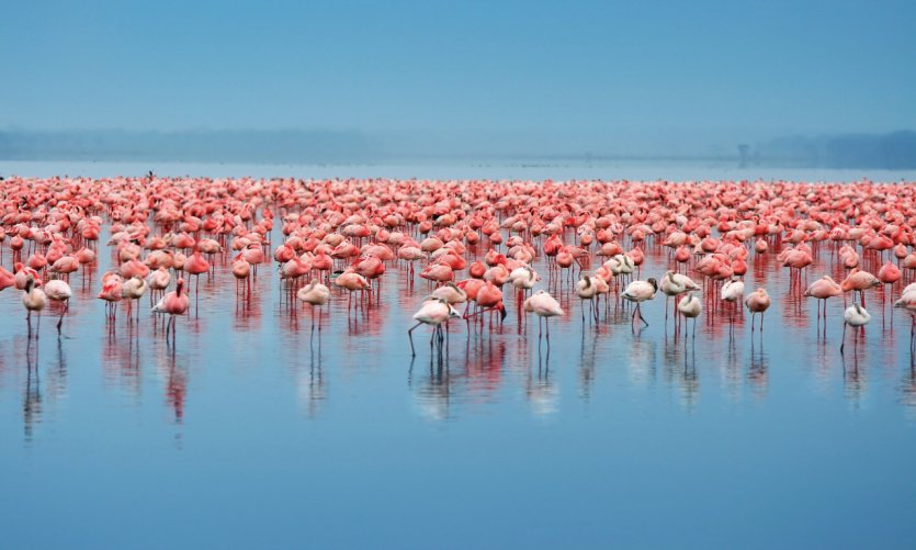 Lac de Nakuru. Lac de Nakuru.